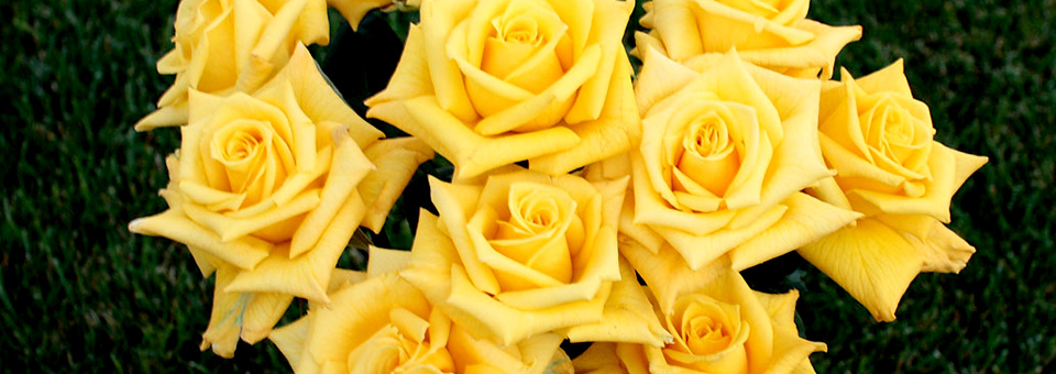 Yellow roses