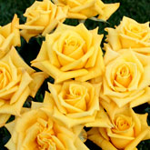 Sunny Roses