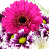Gerbera Mix