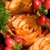 Orange Grace