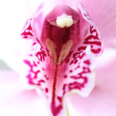 Orchid Charm