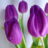 Violet Tulips