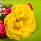 Golden Roses