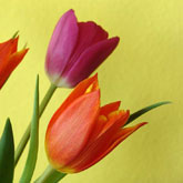 Spring Tulips